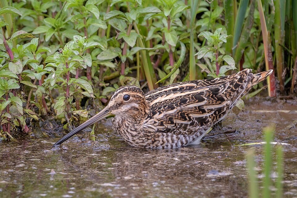 Wilson's Snipe (41430359262).jpg by Becky Matsubara is licensed under CC 2.0.